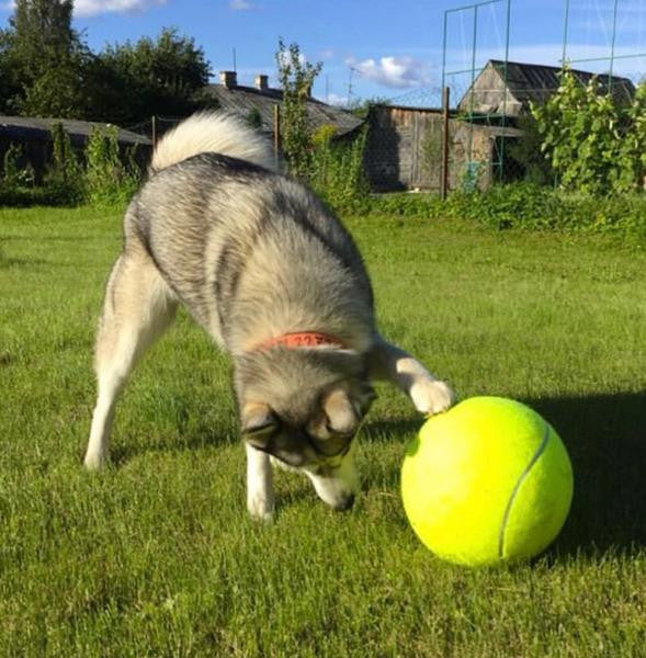 The "All-Fun" Giant Tennis ball (9.4Inch-24Cm)
